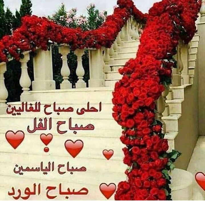 صور صباح الفل - صور عليها عبارات صباح الفل و الحب 5014 8