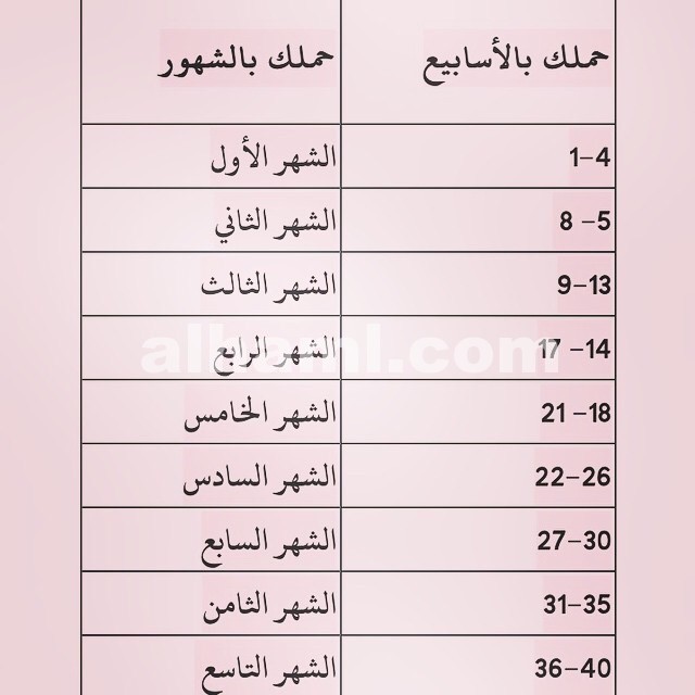 حاسبة الحمل بالاشهر 1066 2