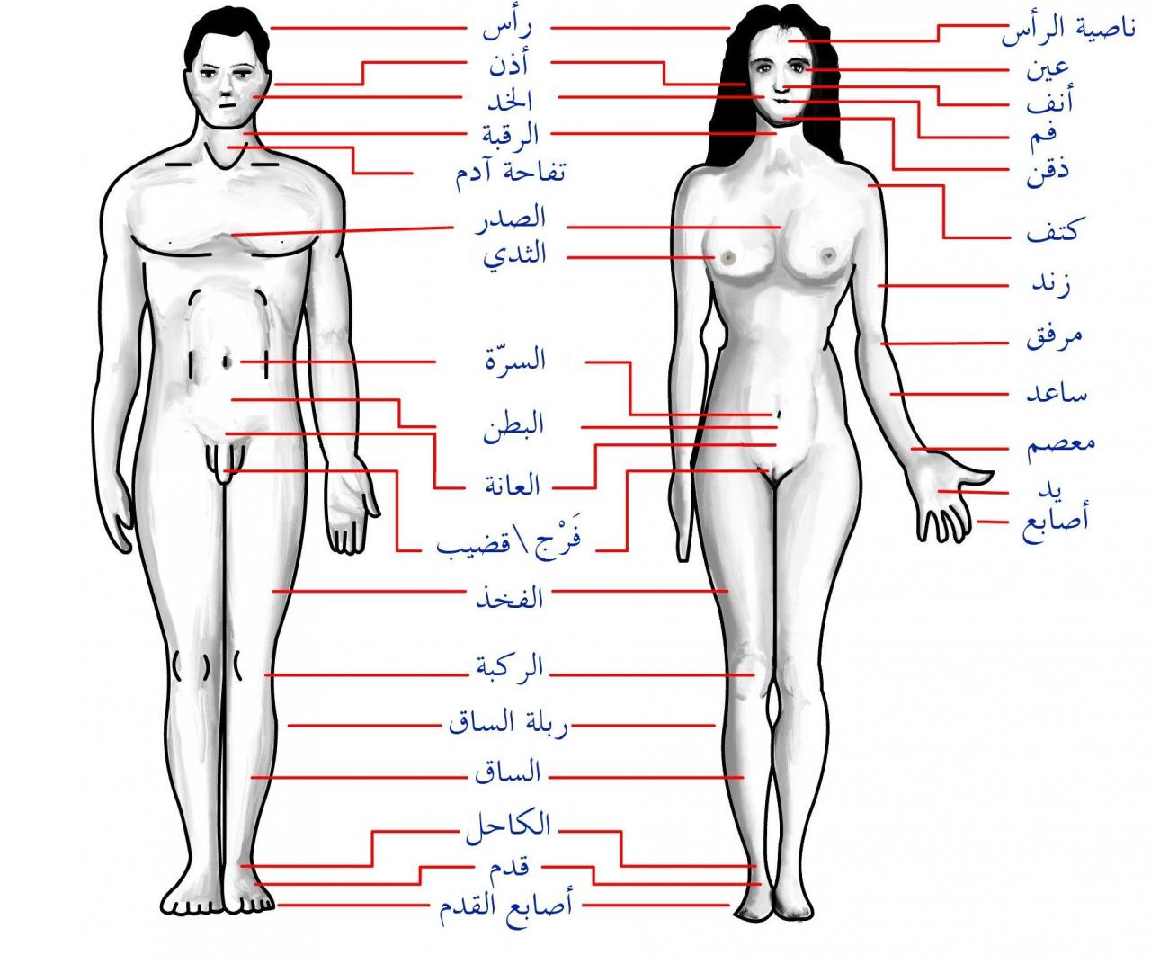 جسم الانسان بالصور - من اكبر النعم 4674 2