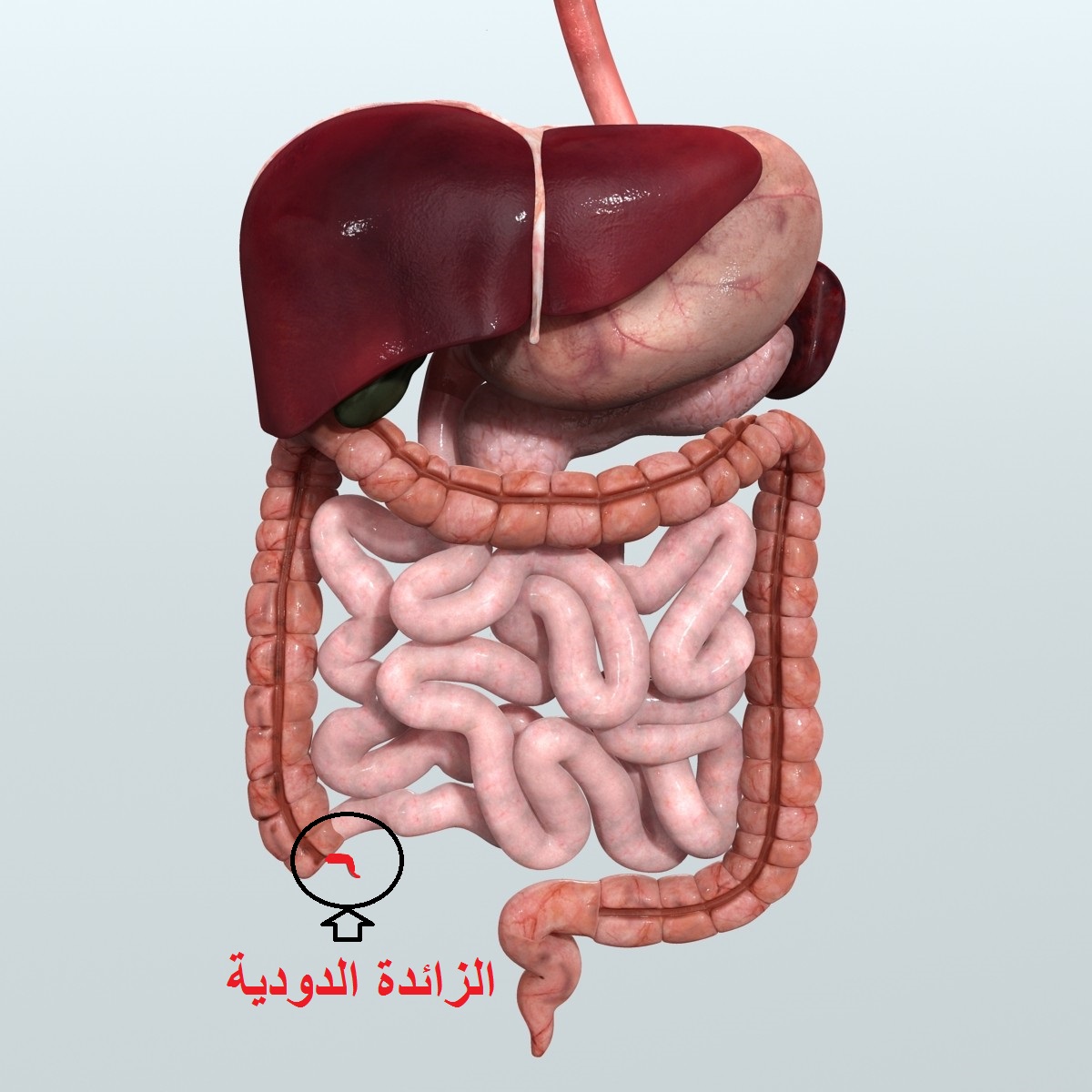 اعراض الزائدة الدودية - معلومات طبية 3991 1