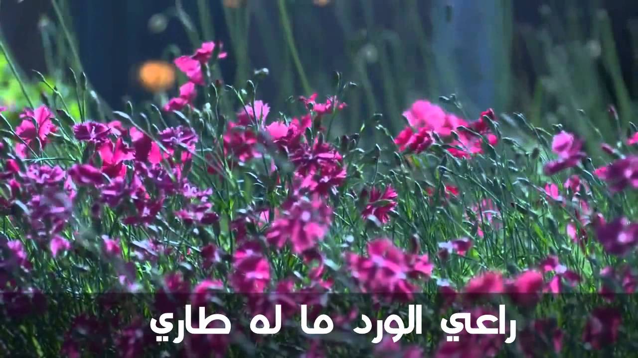 كلمات عن الورد - عبارات جميلة عن الزهور 2128