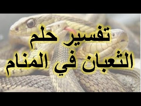 تفسير الحية في المنام - رؤية الحية في الحلم 1556 2