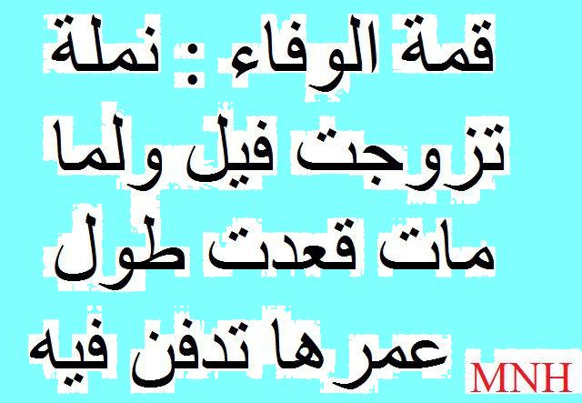 صورفيس بوك مضحكة - كوميكس تجعلك تضحك من القلب 2006 7