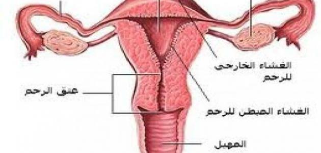 اسباب العقم - اهم الاسباب التي تؤدي الي العقم 1459 1