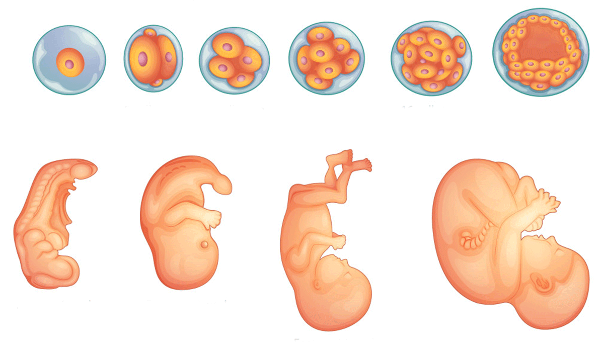 مراحل تكوين الجنين بالصور من اول يوم - اجمل صور مراحل تكوين الجنين 4602