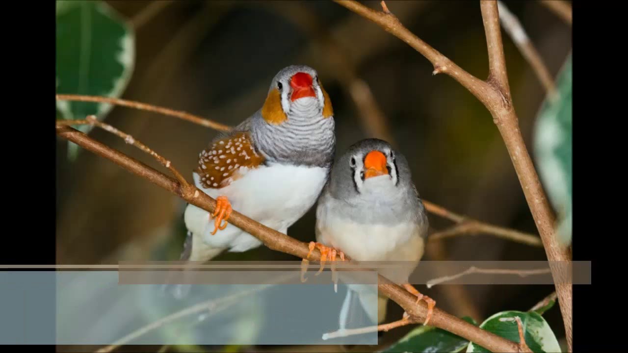 عصافير الزينة - اجمل صور طيور الزينه 4862 1