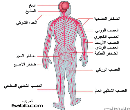 صور جسم الانسان , صور مفصلة لجسم الانسان