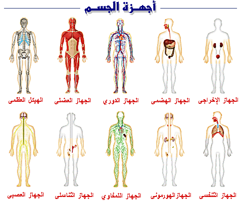 جسم الانسان بالصور - من اكبر النعم 4674