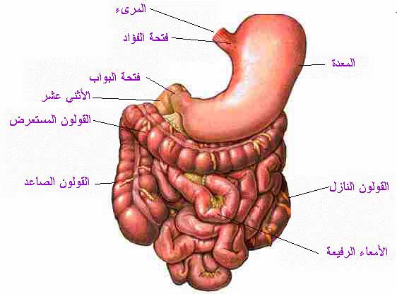 جسم الانسان بالصور - من اكبر النعم 4674 1