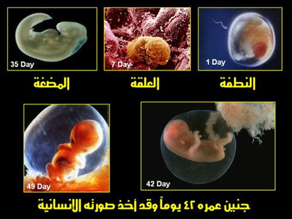 مراحل تكوين الجنين بالصور من اول يوم - اجمل صور مراحل تكوين الجنين 4602