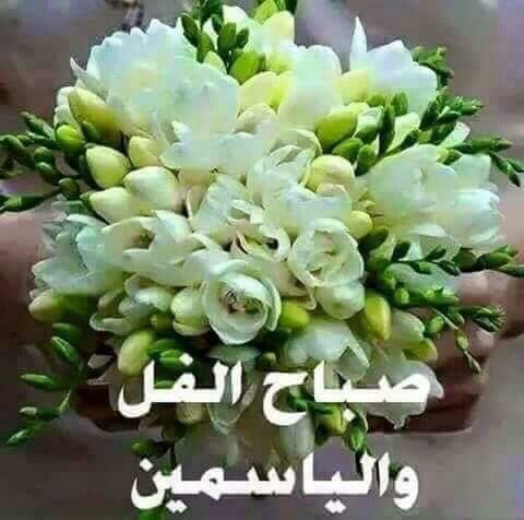 صور صباح الفل - صور عليها عبارات صباح الفل و الحب 5014 9