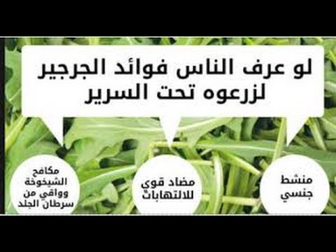 فوائد الجرجير - تعرف على الجرجير واهميته 2297 2