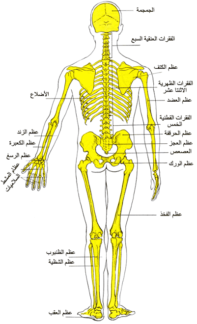 جسم الانسان بالصور - من اكبر النعم 4674 1