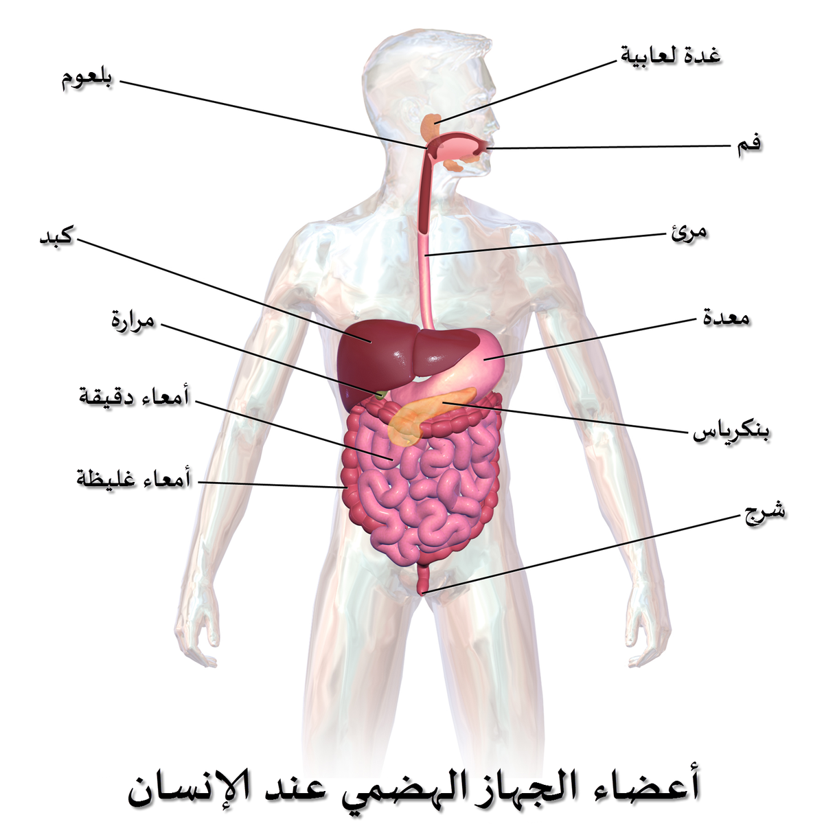 جسم الانسان بالصور , من اكبر النعم