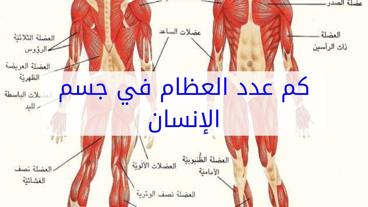 جسم الانسان بالصور - من اكبر النعم 4674 4