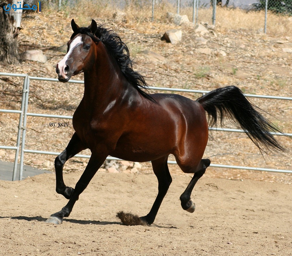 اجمل صور خيول , اجمل الخيول الساحرة