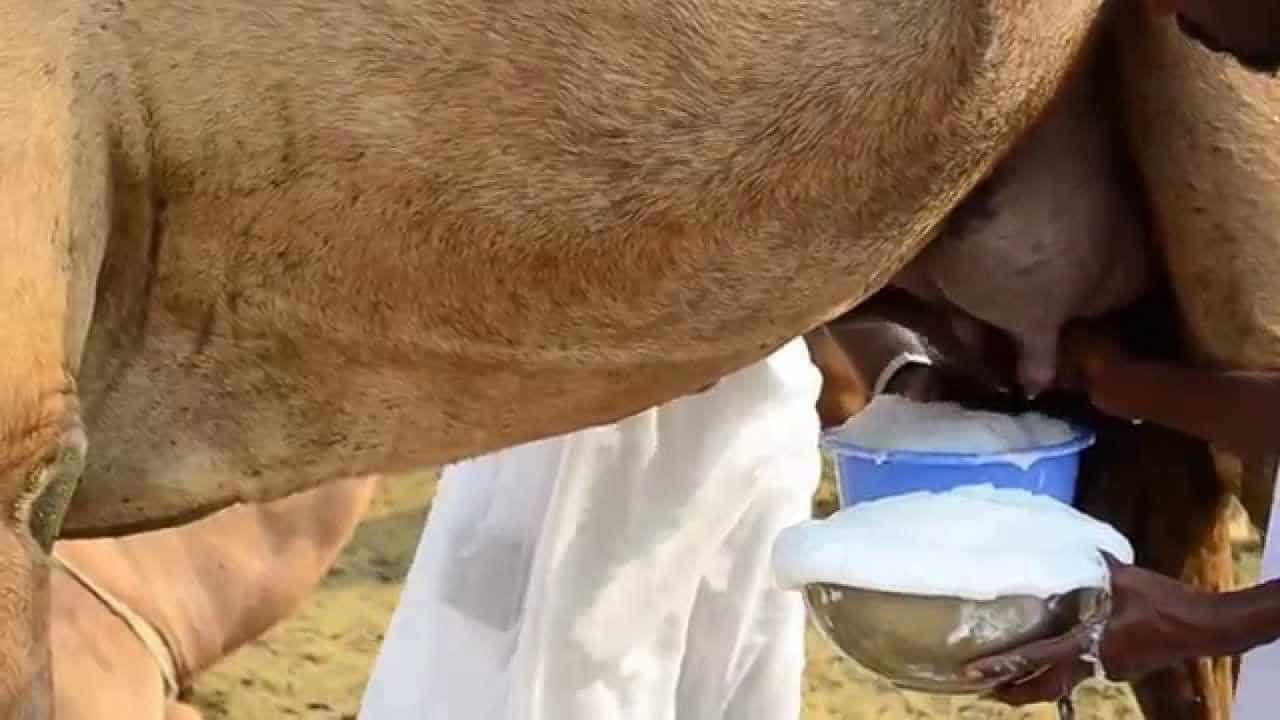 فوائد حليب الناقة - اهمية و نفع البان الجمل 1860 1