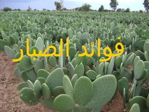 فوائد الصبار , اهم فوائد الصبار