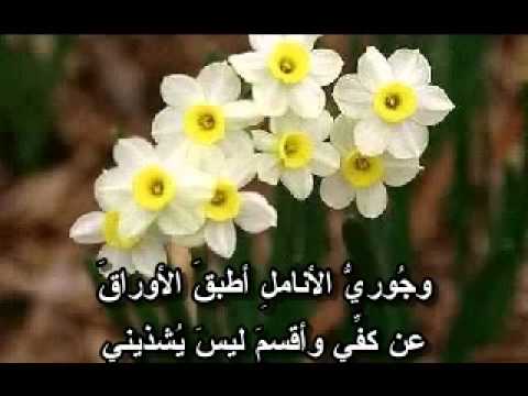 شعر عن الورد - اجمل كلمات قيلت للورد 1599 3