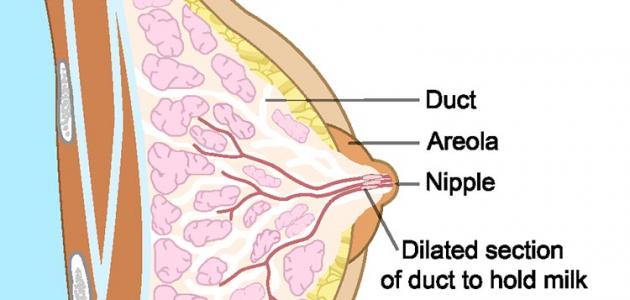 علاج هرمون الحليب - علامات ارتفاع هرمون الحليب وعلاجه 751 2