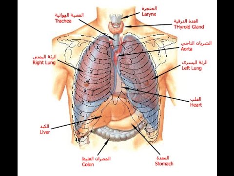 جسم الانسان بالصور - من اكبر النعم 4674