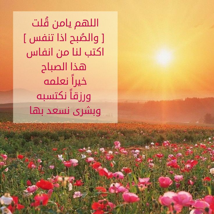 صباح البركة - صور رائعة صباح البركة 3239 6