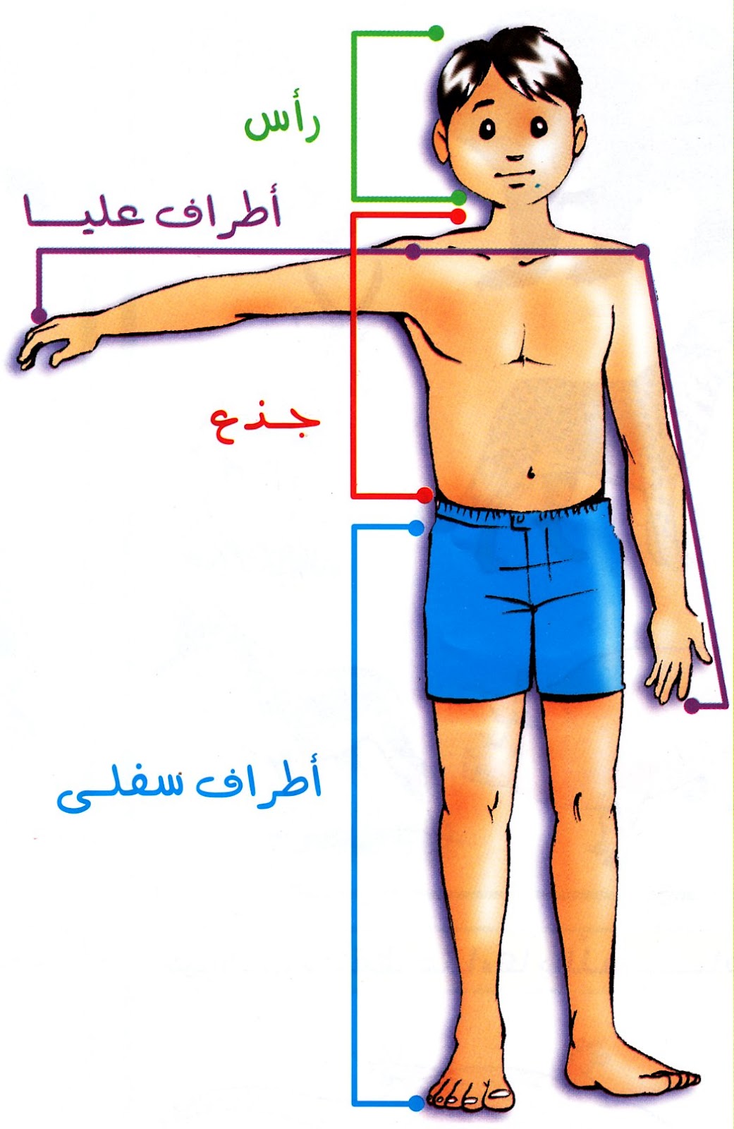 جسم الانسان بالصور - من اكبر النعم 4674 5