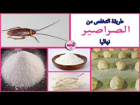 القضاء على الصراصير - التخلص من مشكلة الصراصير بسرعه وسهوله 1356 1