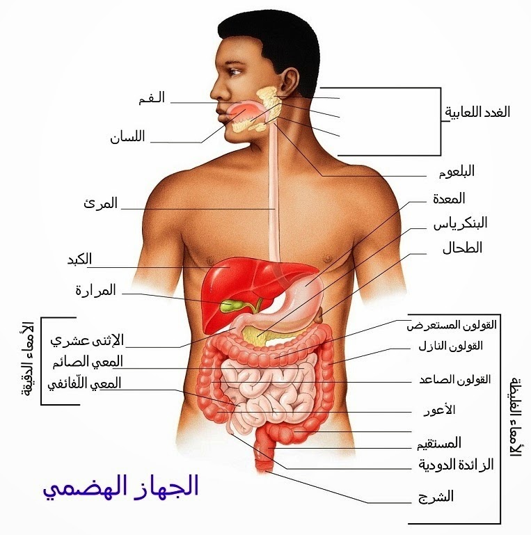 جسم الانسان بالصور - من اكبر النعم 4674