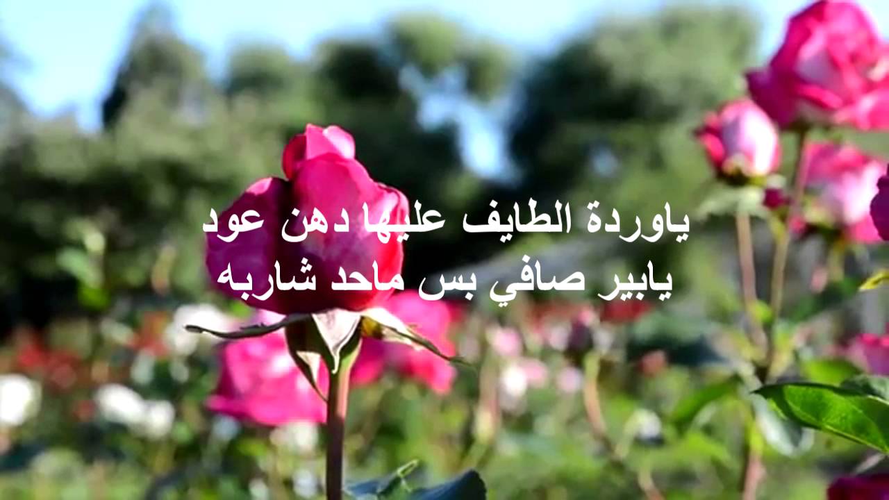 كلمات عن الورد - عبارات جميلة عن الزهور 2128 1