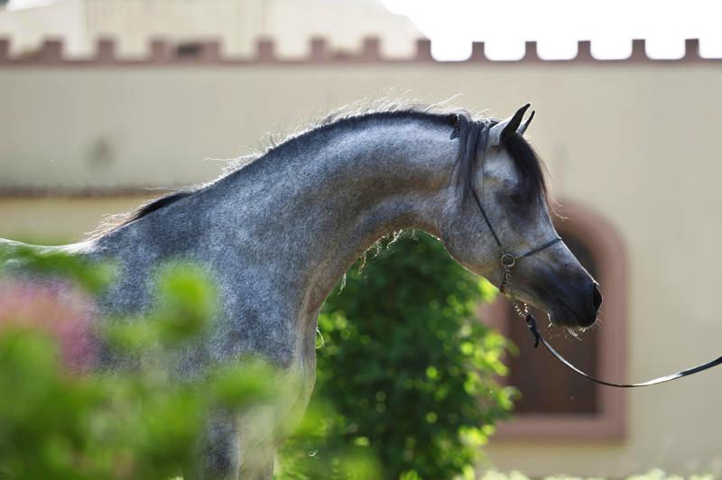 خيل عربي اصيل , جياد من الاصول العربيه